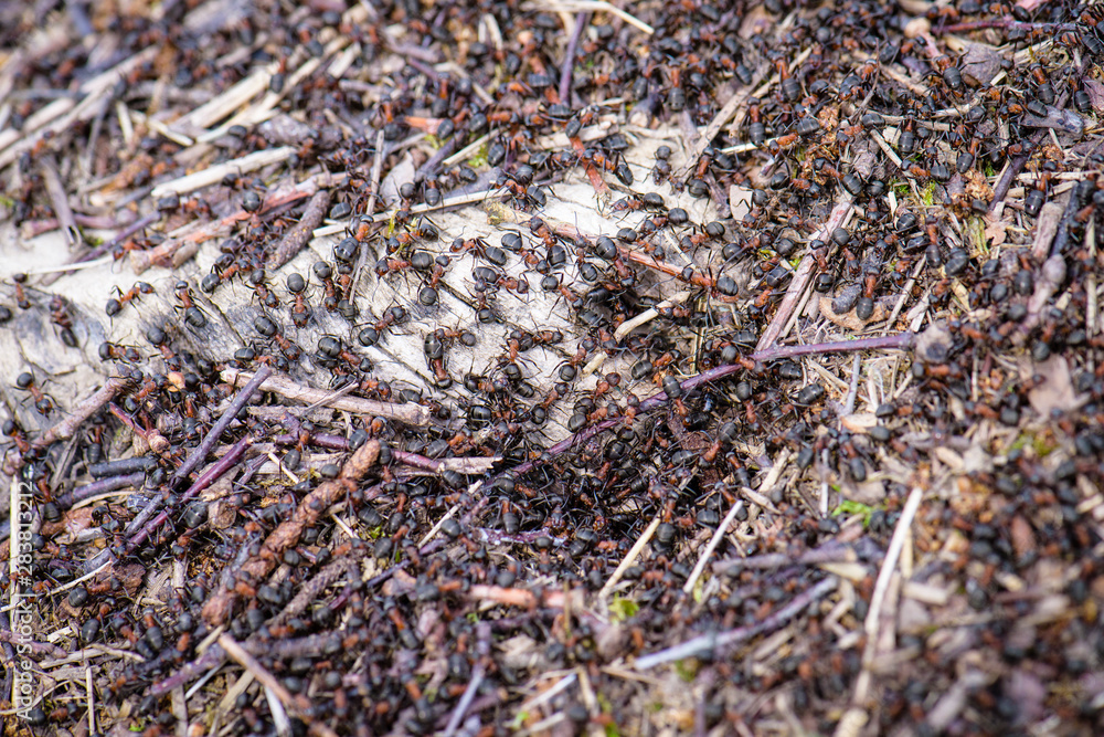 Red forest ants, wood ant Formica rufa - severe security at the entrance to the ant house (anthill) Red forest ants, wood ant Formica rufa - severe security at the entrance to the ant house (anthill)