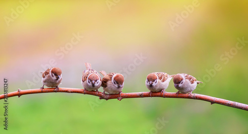 beautiful natural background with little funny Chicks Sparrow birds sitting on a branch in Sunny summer garden