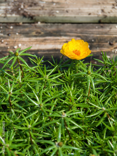 Portulaca Flower