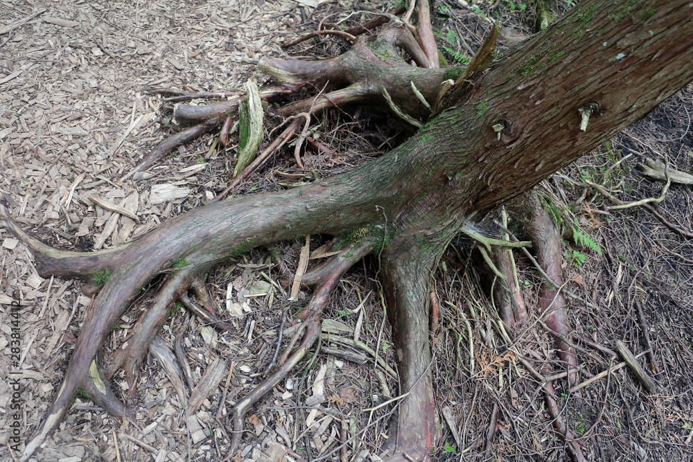 exposed tree roots