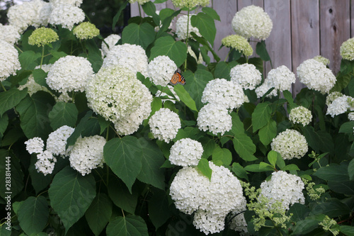 monarch on white flowers in the garden