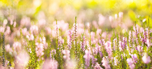 Natural bright background. Forest flowers heather in the rays of the setting sun.