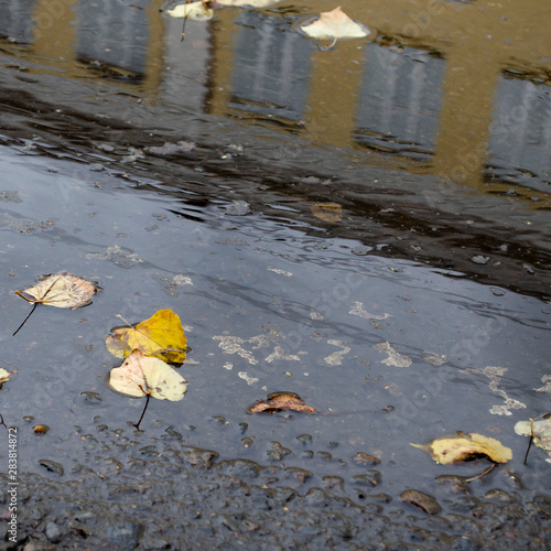 Autumn in the city, puddle in the alley strewn with fallen leaves. View from puddles on the pavement level photo