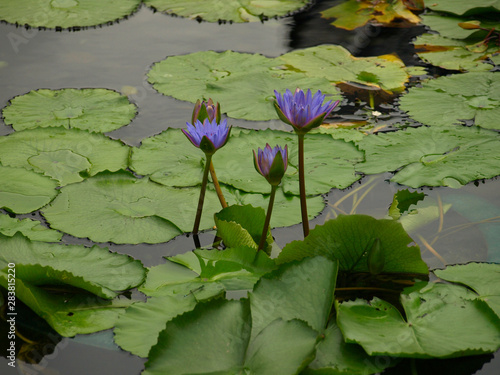 Purple lily, Hong Kong © achraca