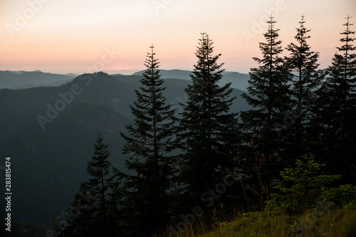 Evergreen forest overlooking mountain range in pacific northwest at sunset dusk