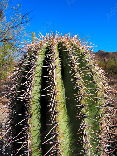 Saguaro cactus, Saguaro National Park, Arizona © achraca