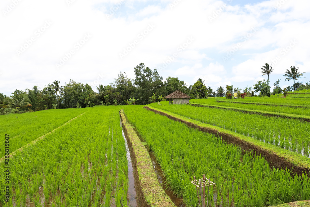 Green rice fields on Bali island, Jatiluwih near Ubud, Indonesia