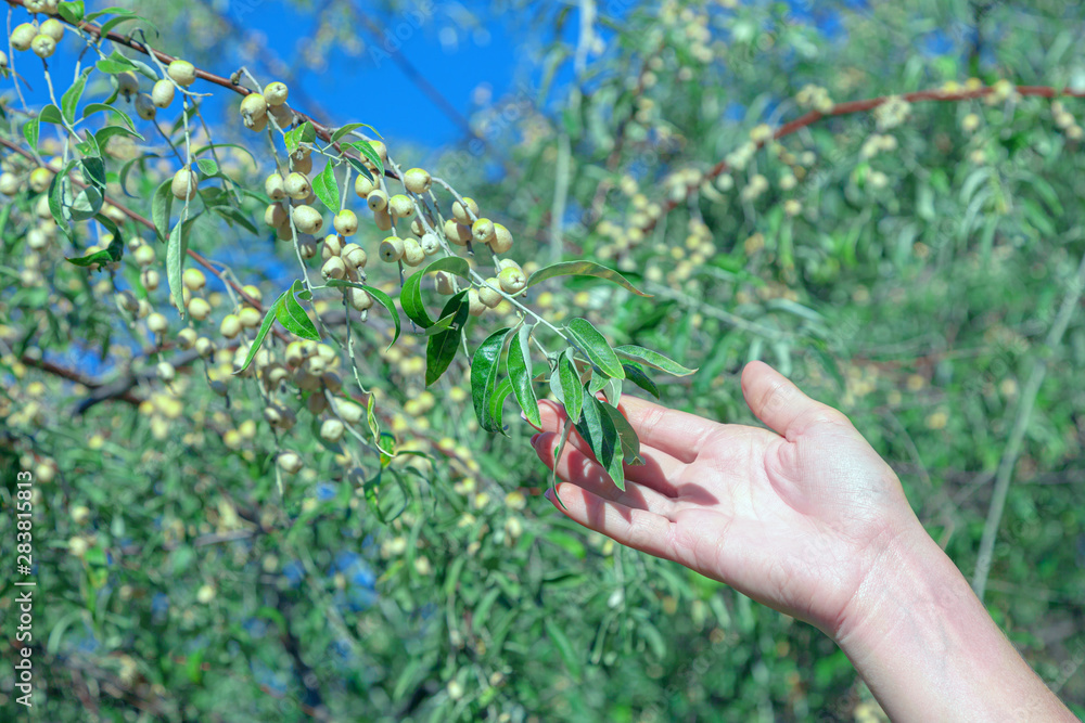 Female hand reaches for the olive branch. Olive berries on the branches on a sunny day. Harvesting plants concept. Female hand reaches for the olive branch. Olive berries on the branches on a sunny day. Harvesting plants concept.