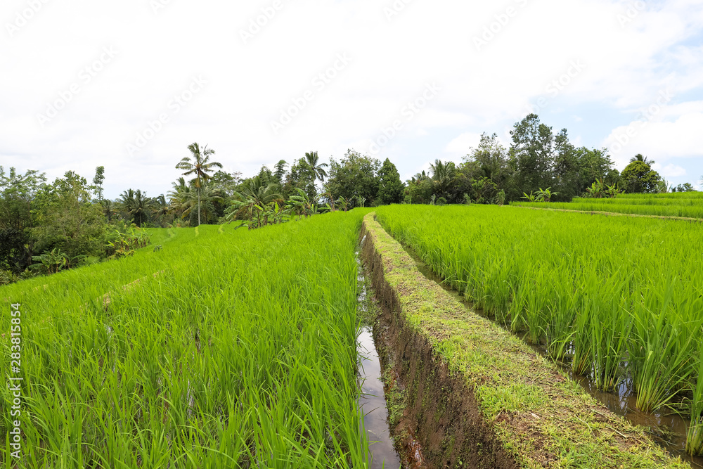 Green rice fields on Bali island, Jatiluwih near Ubud, Indonesia Green rice fields on Bali island, Jatiluwih near Ubud, Indonesia