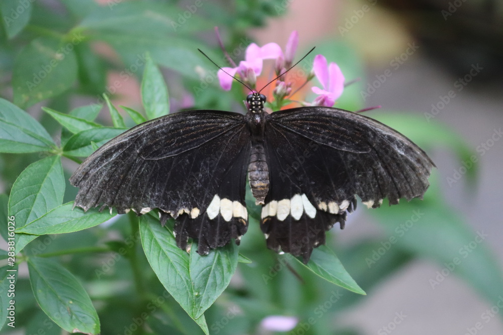 Fototapeta premium butterfly on flower