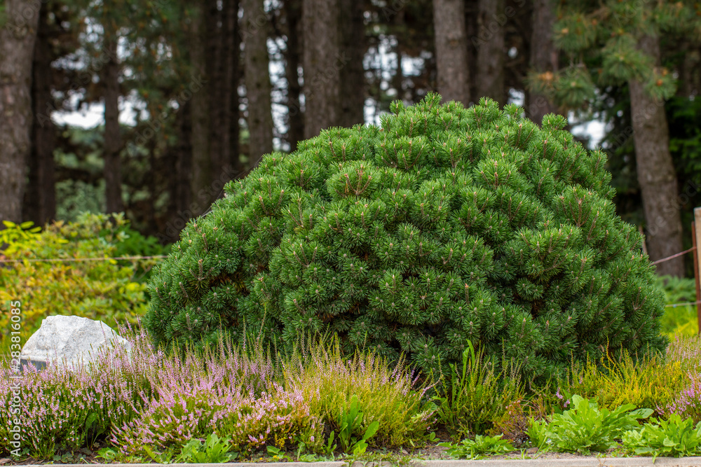 Fototapeta premium Cultivar dwarf mountain pine Pinus mugo var. pumilio in the rocky garden