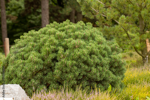 Cultivar dwarf mountain pine Pinus mugo var. pumilio in the rocky garden photo