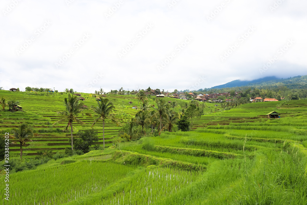 Fototapeta premium Green rice fields on Bali island, Jatiluwih near Ubud, Indonesia