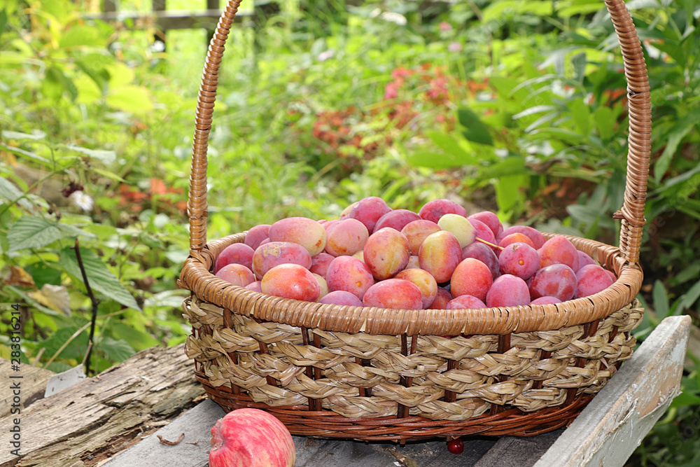 Basket with plums in the autumn garden on a background of trees and flowers. Basket with plums in the autumn garden on a background of trees and flowers.