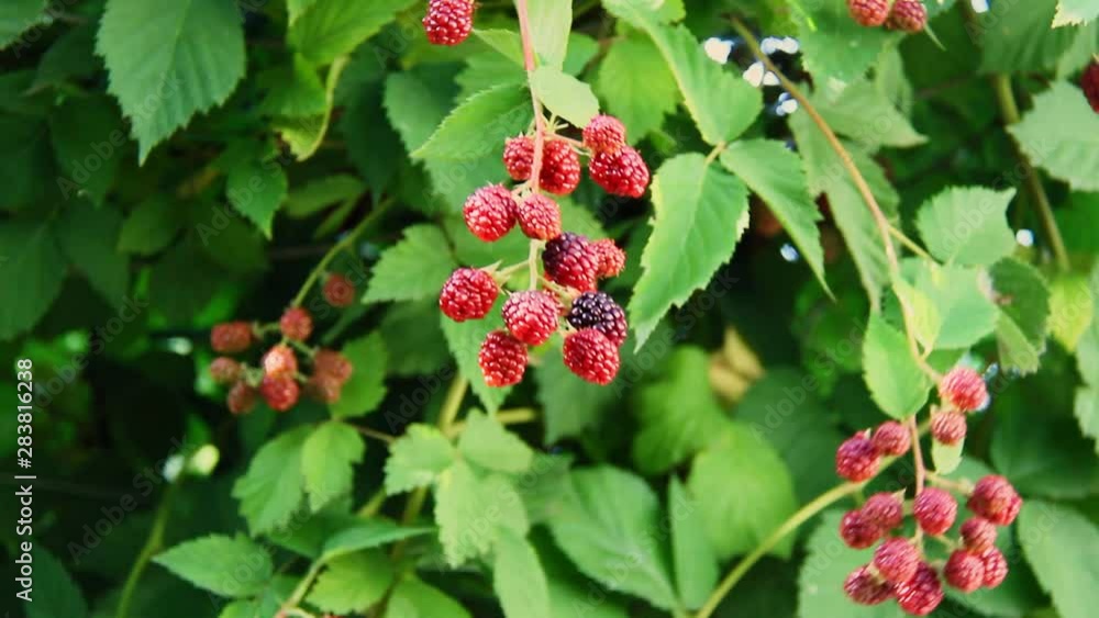 A bunch of blackberries on a branch sways in the wind A bunch of blackberries on a branch sways in the wind