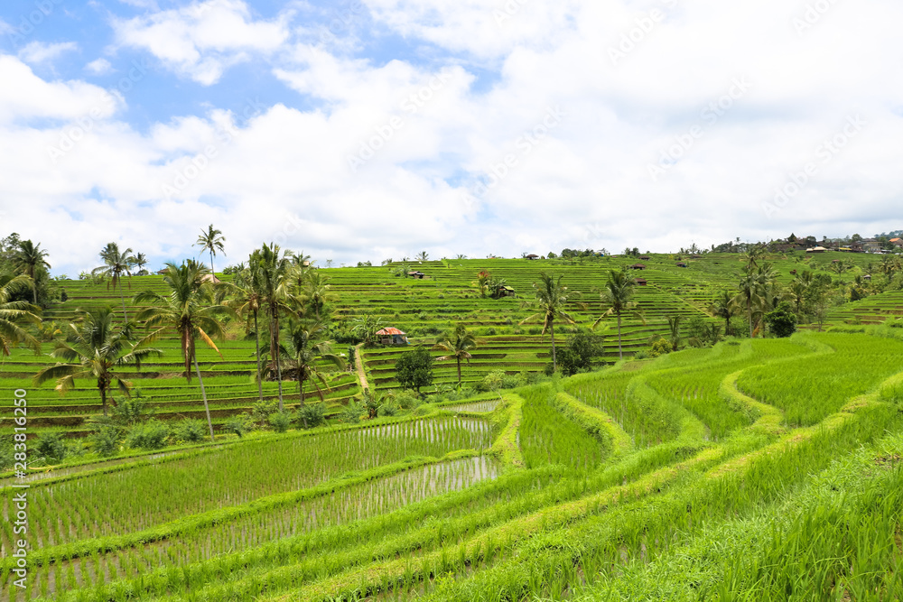 Green rice fields on Bali island, Jatiluwih near Ubud, Indonesia