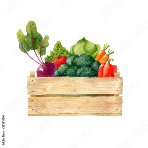 Wooden box with fresh organic vegetables isolated on white background. Watercolor illustration.