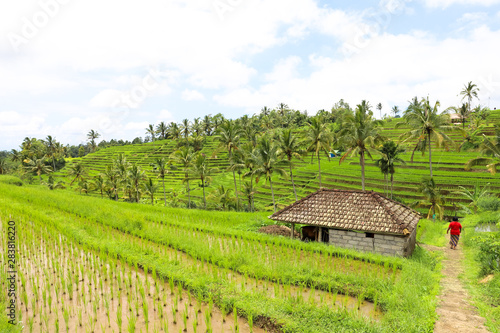 Small local house at green rice fields on Bali island, Jatiluwih near Ubud, Indonesia