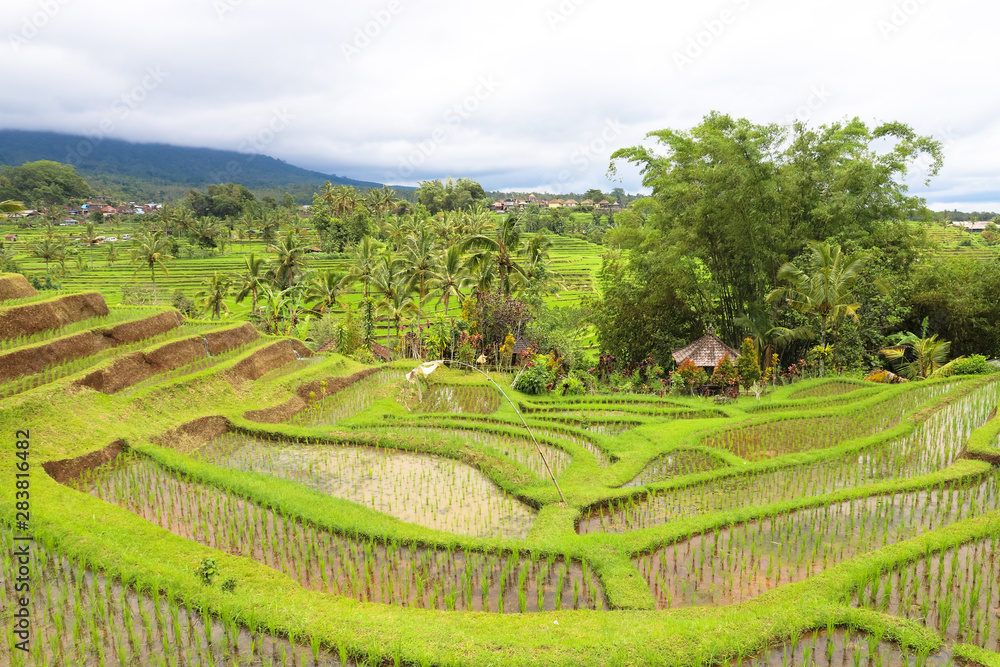 Green rice fields on Bali island, Jatiluwih near Ubud, Indonesia