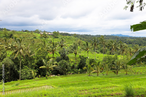 Green rice fields on Bali island, Jatiluwih near Ubud, Indonesia