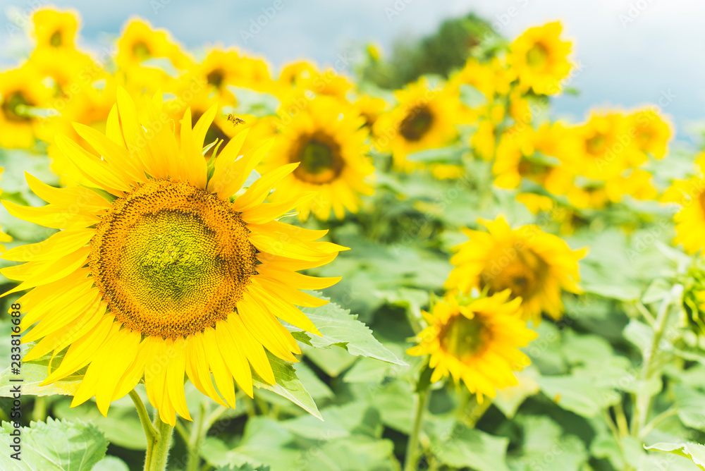 Sunflowers