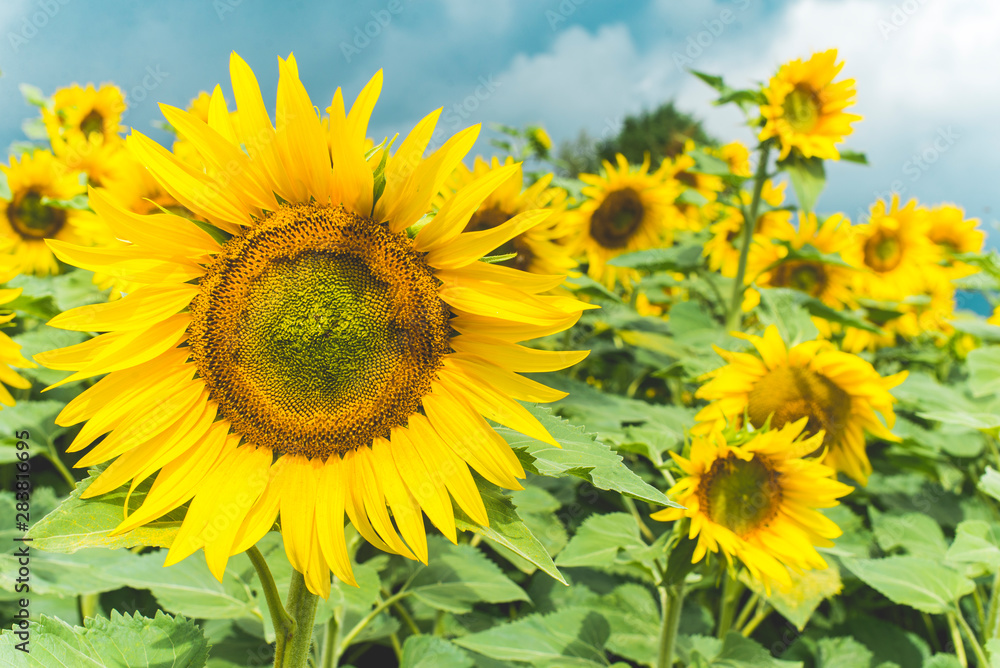 Fototapeta premium Sunflowers