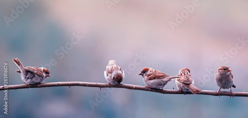 natural background with little funny birds sparrows and Chicks sitting on a b...
