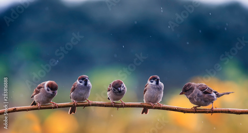 natural background with funny birds sparrows standing on a branch in the spring garden under a little rain