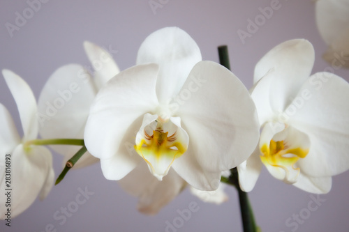 White Orchidea flowers.
