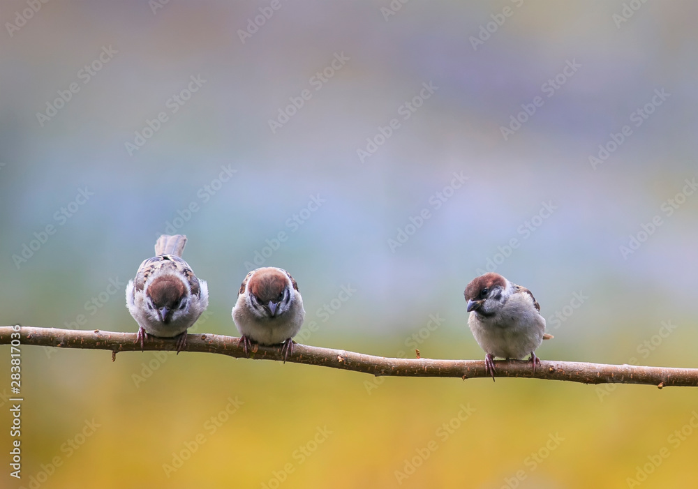 Naklejka natural background with three funny little birds, the sparrows and Chicks sitting on a branch in a warm summer garden