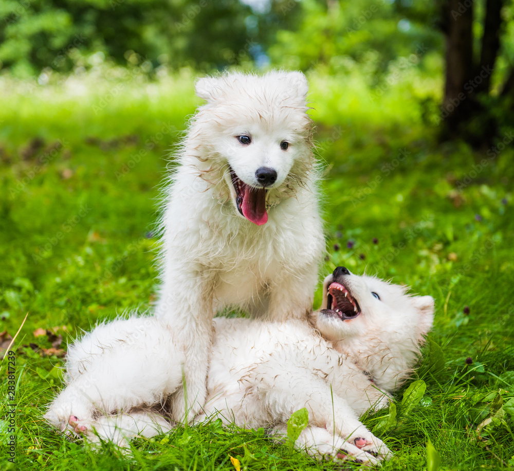 Two Funny fluffy white Samoyed puppies dogs are playing on the green grass