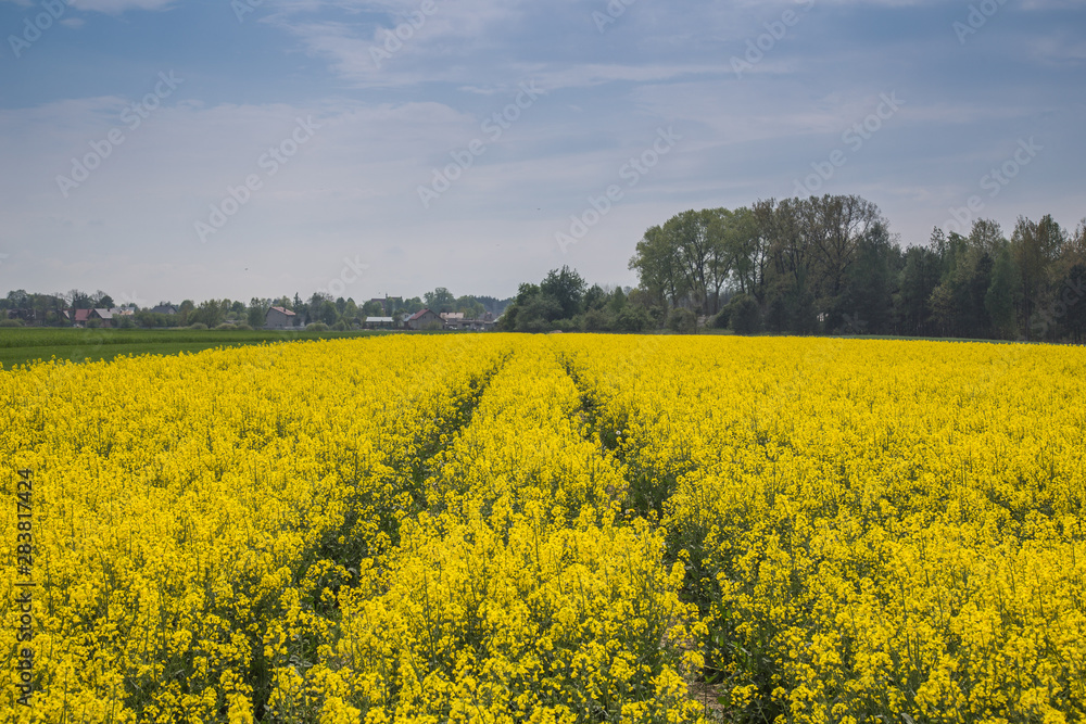 Obraz premium pole rzepaku