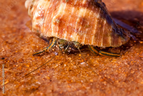 Hermit crab photographed in Guarapari, Espirito Santo, Southeast of Brazil. Atlantic Forest Biome. Picture made in 2008. photo