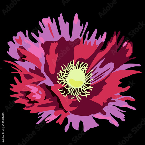 Poppy flower. Isolated vector illustration.  photo