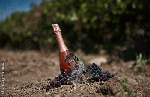 bottle of champagne among the vineyards photo