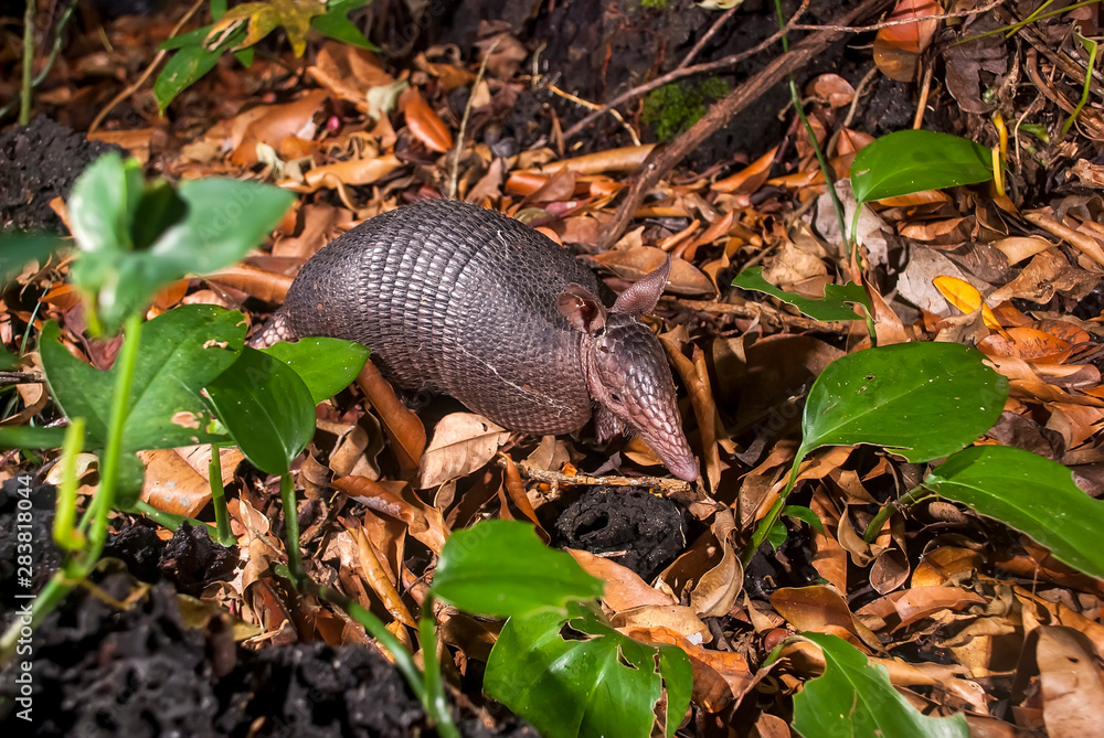 Nine banded armadillo photographed in Guarapari, Espirito Santo, Southeast of Brazil. Atlantic Forest Biome. Picture made in 2008. Nine banded armadillo photographed in Guarapari, Espirito Santo, Southeast of Brazil. Atlantic Forest Biome. Picture made in 2008.