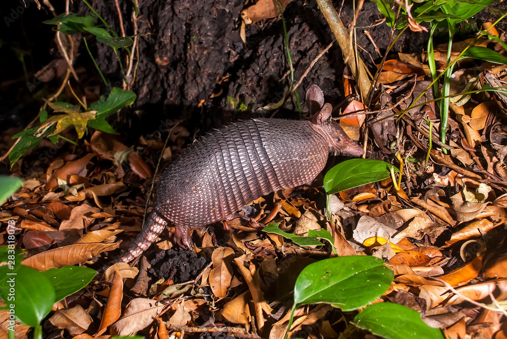 Nine banded armadillo photographed in Guarapari, Espirito Santo, Southeast of Brazil. Atlantic Forest Biome. Picture made in 2008. Nine banded armadillo photographed in Guarapari, Espirito Santo, Southeast of Brazil. Atlantic Forest Biome. Picture made in 2008.