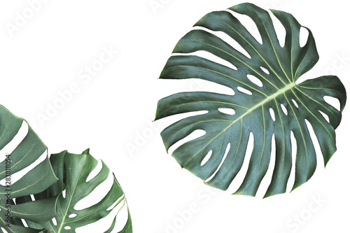 Two tropical jungle monstera leaves isolated on white background