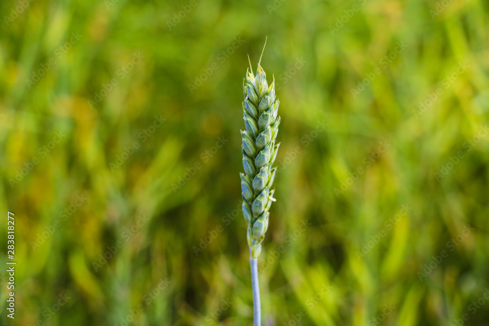 View of a young green ear of wheat or barley on a blurred background of a green field.