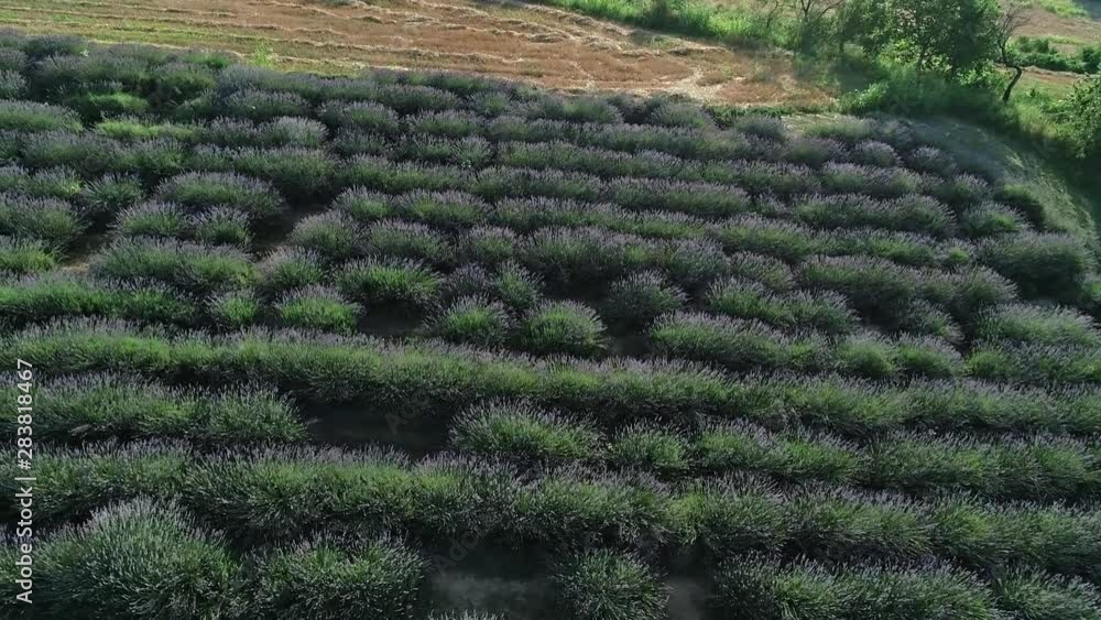 Lavender field - sideway right to left 02 Lavender field - sideway right to left 02