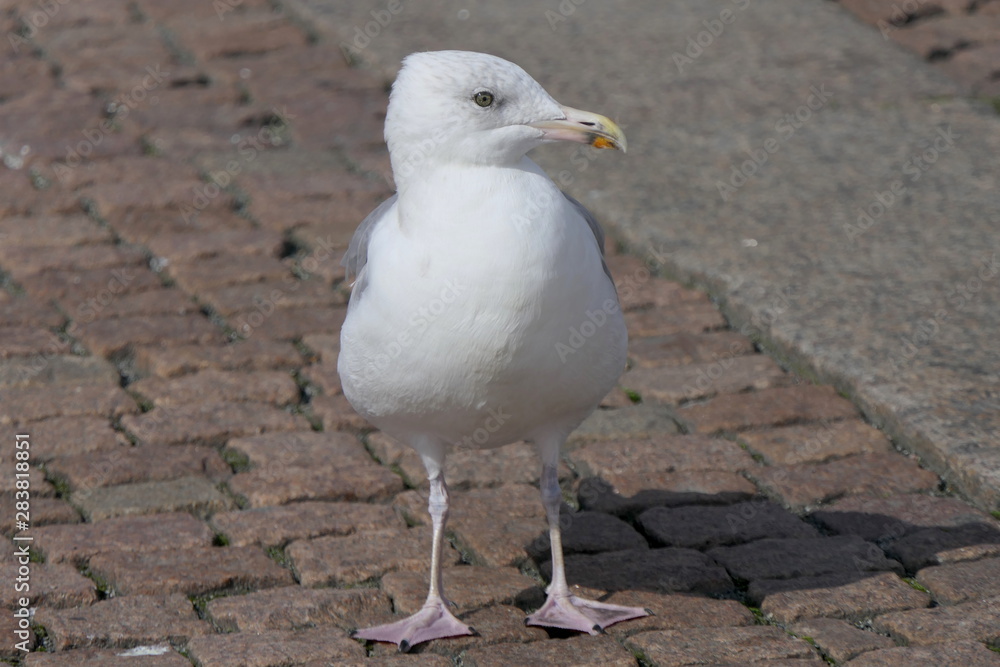 Obraz premium Möwe auf Pflaster