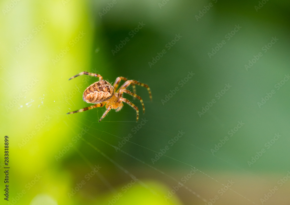 Garden Spider Garden Spider