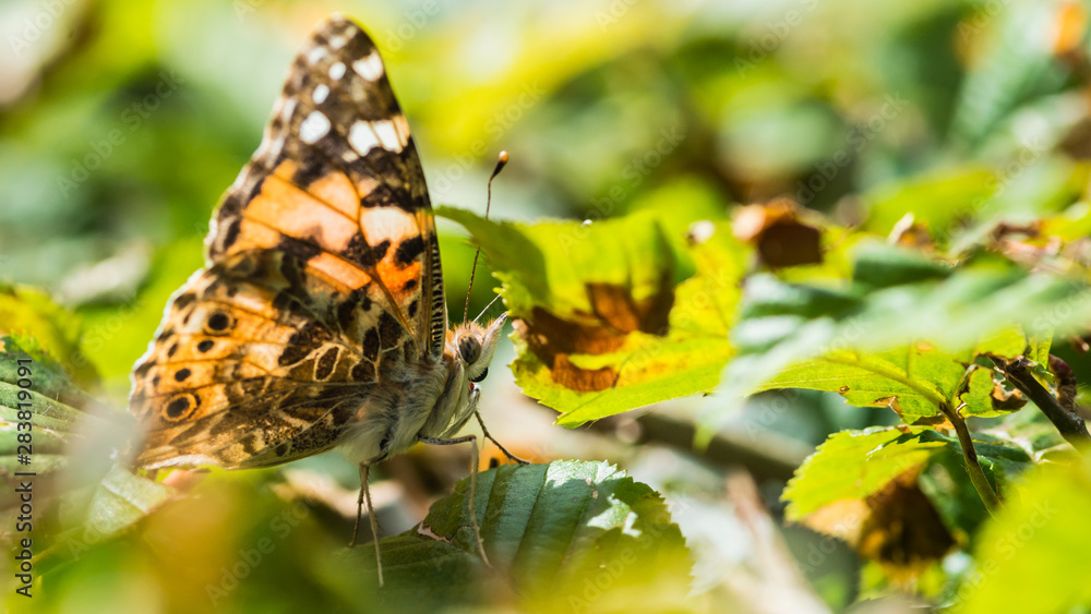 Obraz premium Painted Lady