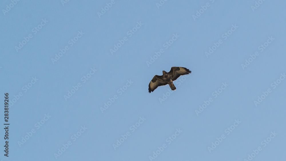 Buzzard Above