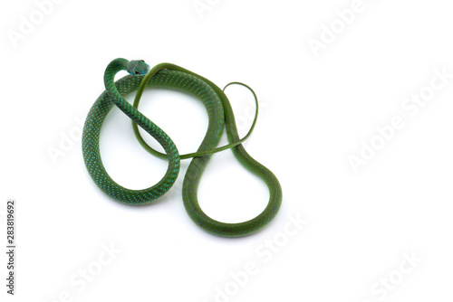Northern Green Bush Snake isolated on white background