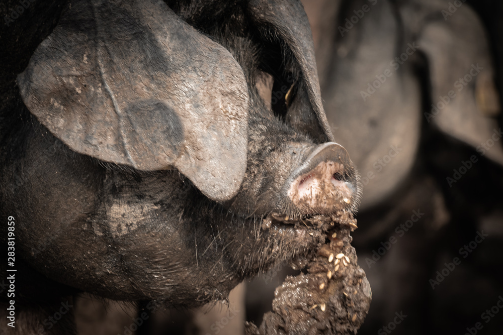portrait of dirty cute pig eating with big ears covering his head, always hungry eating fruits portrait of dirty cute pig eating with big ears covering his head, always hungry eating fruits