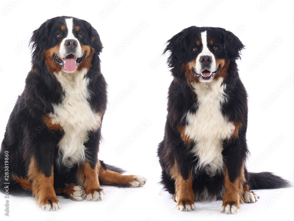 Group of dogs Group of dogs