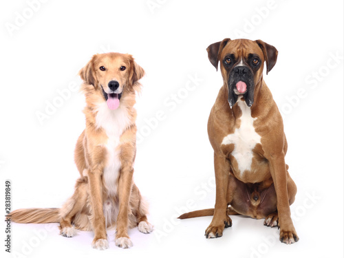 Group of dogs © Djomas