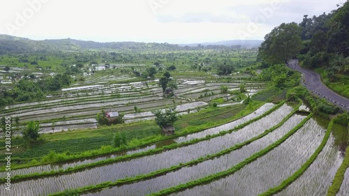 Rice Terrace - Close View - Bali 4 photo