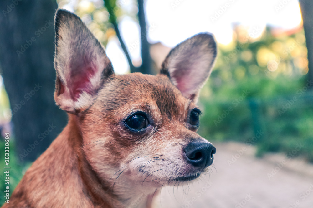 portrait of chihuahua in front of a background portrait of chihuahua in front of a background